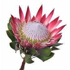 Image result for Protea madiensis
