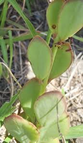 Image result for Kalanchoe rotundifolia