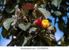 Image result for Thespesia