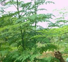 Kelor atau merunggai (moringa oleifera) adalah sejenis tumbuhan dari suku moringaceae. Bungah Kelor Tanaman Daun Kelor Pohon Kelor Pengusir Jin Shopee Indonesia Helm Jatuh