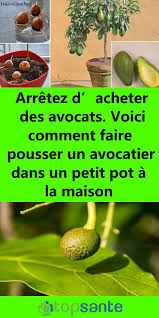 Arretez D Acheter Des Avocats Voici Comment Faire Pousser Un Avocatier Dans Un Petit Pot A La Maiso Faire Pousser Un Avocatier Avocatier Jardinage En Pots