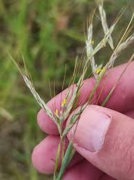 Image result for Hyparrhenia