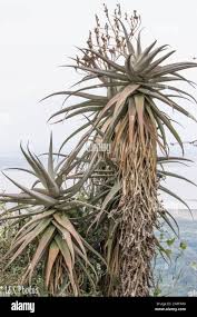 Image result for Aloe volkensii