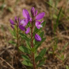 Image result for Polygala persicariifolia