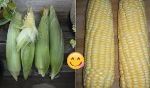 Bagi memudahkan pencarian anda, infosantai ingin berkongsi pelbagai versi resepi atau bagaimana cara membuat kuah kacang yang mudah tetapi. Bosan Dengan Jagung Rebus Resepi Jagung Ini Akan Membuat Keluarga Anda Menikmati Jagung Tanpa Henti Aneka Resepi Mudah Dan Sedap