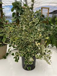 Image result for Ficus triangularis