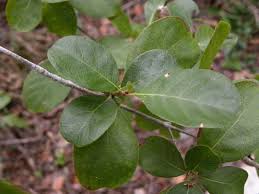 Image result for Guettarda