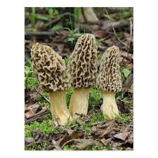 More Morels Postcard Zazzle Com Mushroom Images Stuffed Mushrooms Mushroom Pictures