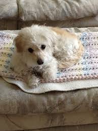 Malti Poo Named Cindy Bella Has Made My Bonus Round She S Worth It Dog Names Maltipoo Poodle