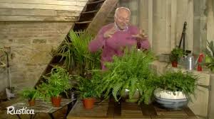 Les fougères sont des plantes d'ombre. Choisir Et Soigner Les Fougeres D Interieur Youtube