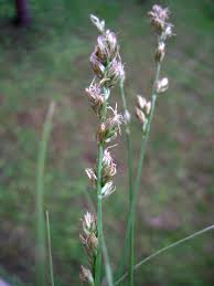 Carex divulsa