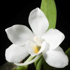 Image result for Clutia monticola