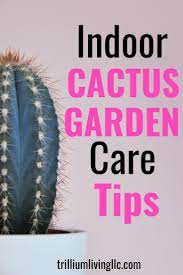 Easy To Grow Succulents Cacti Trillium Living Indoor Cactus Indoor Cactus Plants Indoor Cactus Garden