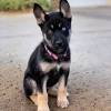 We have german shepherd puppies for sale. 3