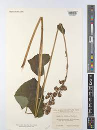 Image result for Ligularia sibirica