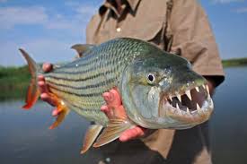 The golden dorado is a large species of fish native to south america. Goliath Tiger Fish Bite