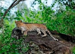 Top 10 Wildlife Sanctuaries And National Park In Kerala See more of gamgul siyabehi wildlife sanctuary on facebook. wildlife sanctuaries and national park