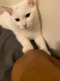 Anyone's cats go all day without eating until around 6-7pm then eat all  their food for the day over the next 3-4 hours before bed time. My girl has  started doing this