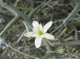 How do you care for an adenia plant? Am Standort Mbuyu