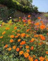 Image result for Cosmos sulphureus