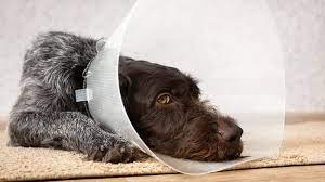 Occasionally, some dogs may feel nauseated and not eat his full meal or on rare occasions even vomit. Avoiding Dog Neutering Complications Risk Factors And Recovery Dispomed