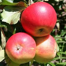 When to remove fruit collector from fruit tree? Patio Fruit Trees Apple Cherry Plum Nectarine Peach Pear 5l