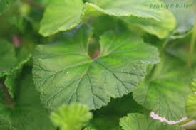 Image result for Pelargonium domesticum round-leaved bushy