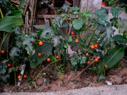 Image result for Solanum capsicoides