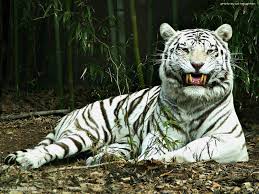 Hd Wallpapers Amazon Rainforest Waterfall 1600x1200 Wallpaper Jpg 1600 1200 Pet Tiger White Tiger Wild Cats