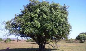 Dengan menyebut nama allah yang maha pemurah lagi maha penyayang. Keistimewaan Pohon Bidara Sidr Dalam Al Quran Berikut Penjelasannya