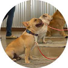 Camp bow wow, dog & pet training, pet grooming. Dog Training Dog Services