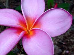 Plumeria Flower Close Up Plumeria Flower Pictures