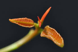 Image result for Spirostachys