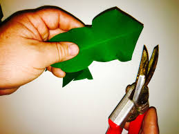 In some circles, they're referred to as the thanksgiving cactus or the holiday cactus. How To Strike A Queen Of The Night Cutting