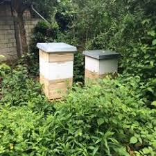 Es ist was besonderes, was schönes, was cooles, was das bienenhaus ist ein echter hingucker, einfach zu benutzen und bringt vieles mit sich. Die 34 Besten Ideen Zu Bienenzucht Im Garten In 2021 Bienenzucht Im Garten Bienenzucht Bienen