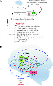 Image result for Addiction Pathophysiology