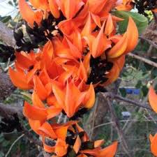 Image result for Mystacidium venosum