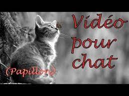 youtube jeux pour chat chat video chat