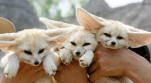 Not only is california a. Baby Fennec Foxes For Sale In California For Sale United States 1