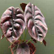 Check spelling or type a new query. Alocasia Red Secret Plant Care Water Sunlight And Nutrients