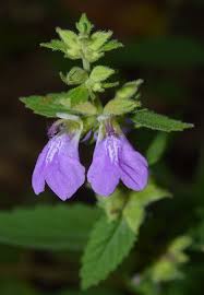 Image result for Scleria laxiflora