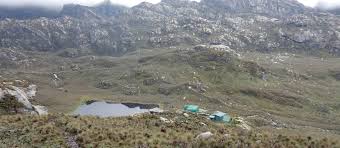 Found in montane forest and secondary growth. Rwenzori Mountains Of The Moon Hiking Uganda World Expeditions