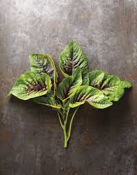 Growing amaranth is fun because amaranth plant can be grown as an ornamental plant also. Amazing Amaranth All About This Leafy Green Grain And Superfood Garden Therapy