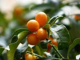 We did not find results for: Florida S 7 Wild Edible Plants Fleet Farming