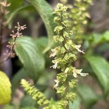 Image result for Ocimum labiatum