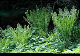 Ostrich Fern Metteuccia Struthiopteris Ostrich Fern Deer Resistant Plants Native Plants