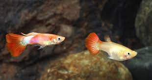 Pink Lady Delta Guppy Pair Guppy Fish Guppy Tropical Fish Aquarium