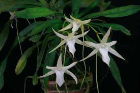 Image result for Summerhayesia