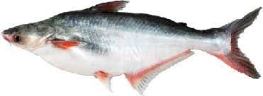 We provide millions of free to download high definition png images. Ikan Patin Png 3 Png Image 1747419 Png Images Pngio