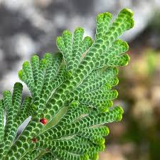 Image result for Selaginella eublepharis